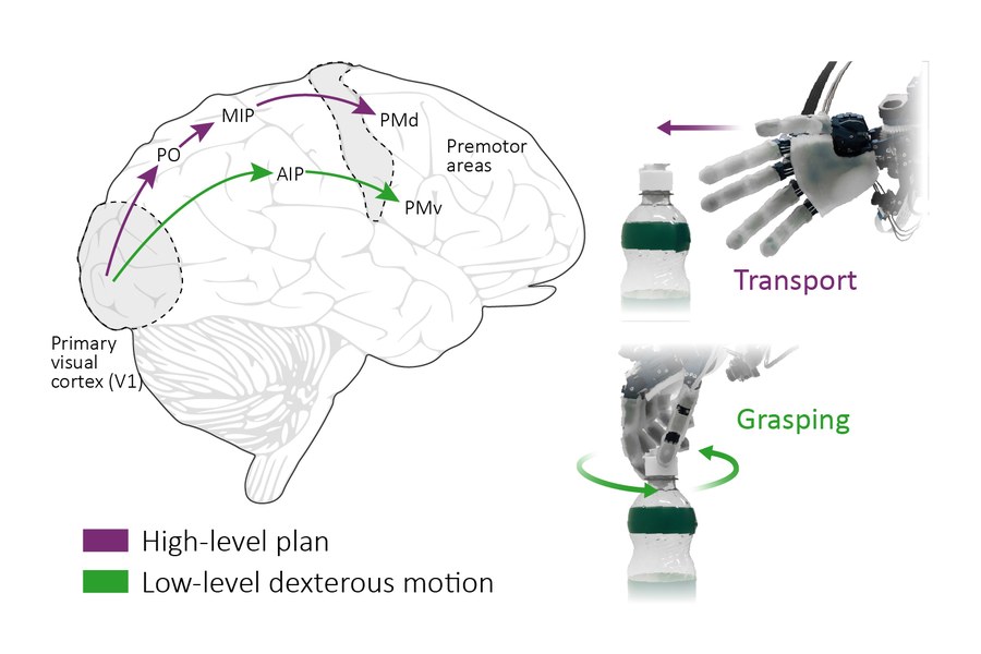 Brain motor pathways (transport and grasping) alongside a robotic hand reaching for and twisting a bottle